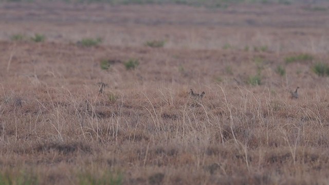 Lesser Prairie-Chicken - ML315514271