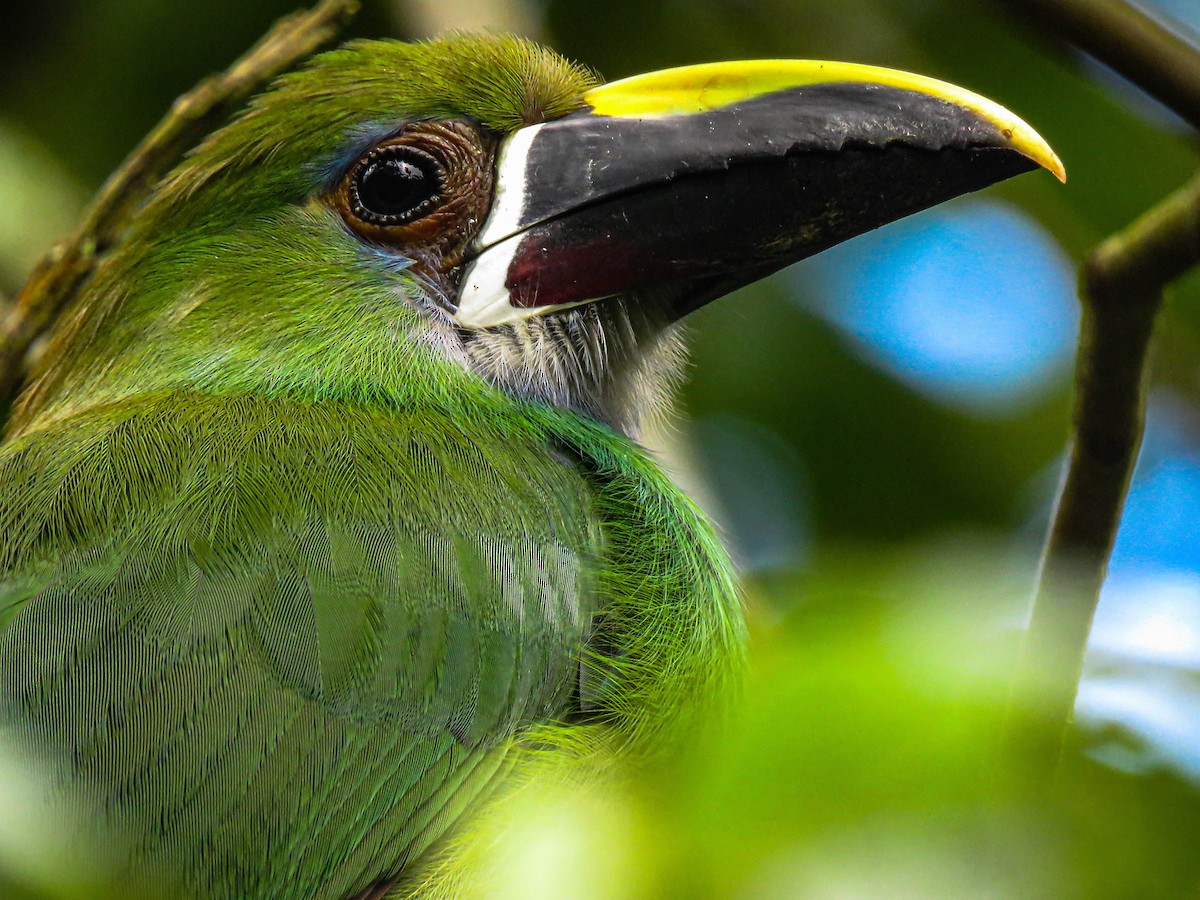 Southern Emerald-Toucanet - ML315515891