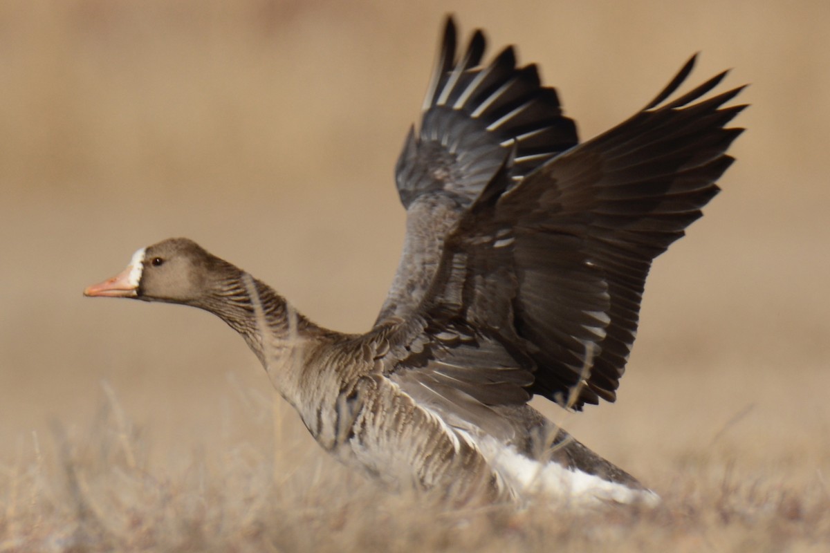 Greater White-fronted Goose - William Richardson