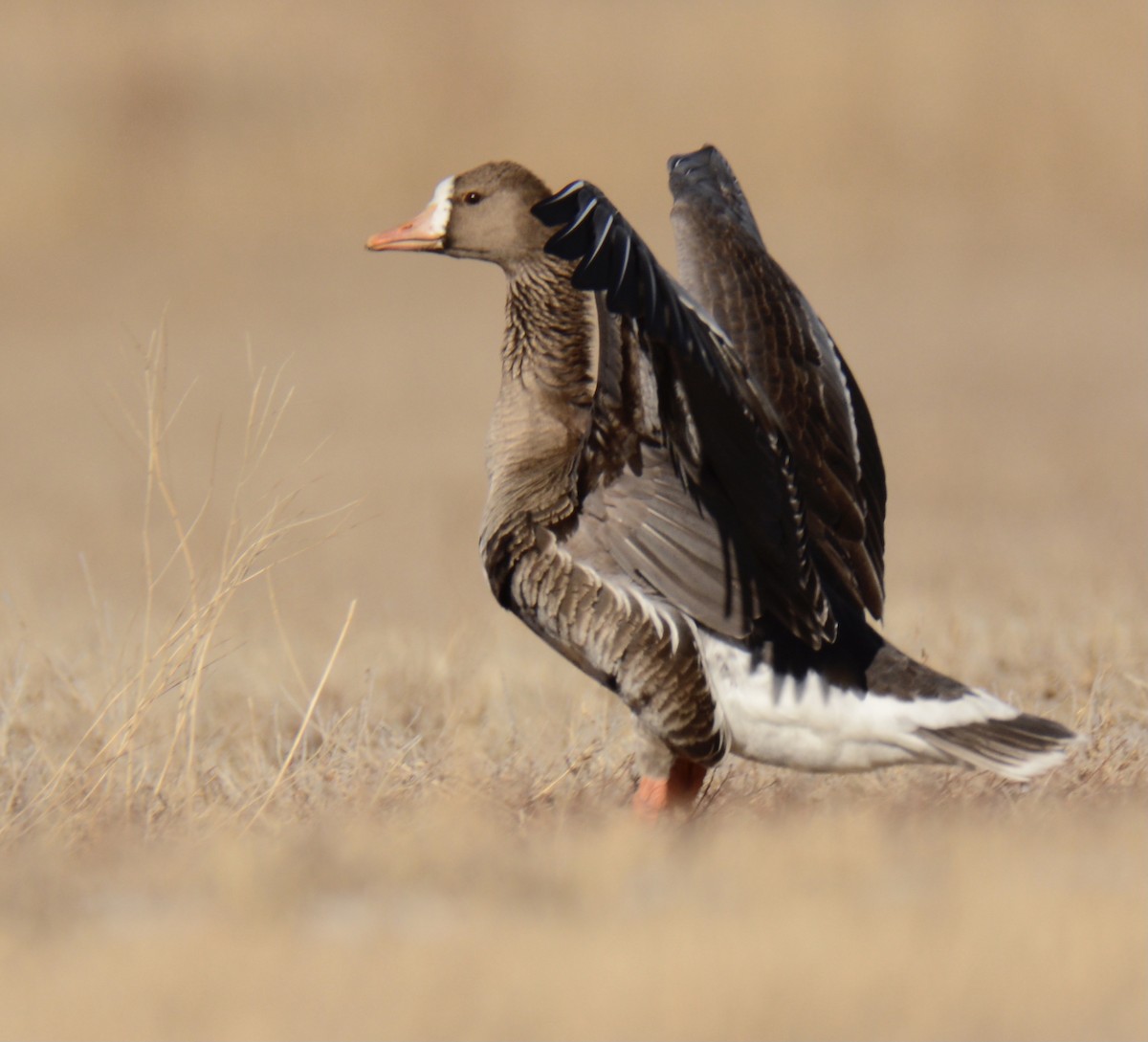 Greater White-fronted Goose - ML315516431