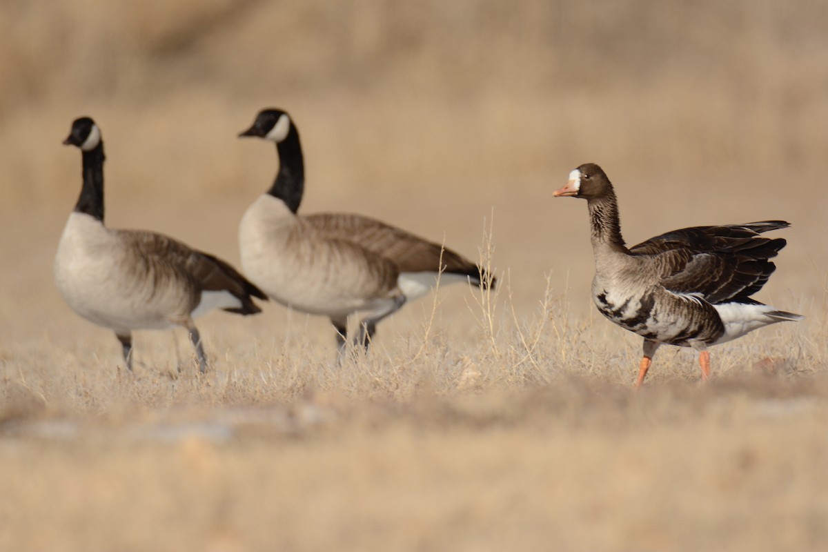 Greater White-fronted Goose - ML315516451