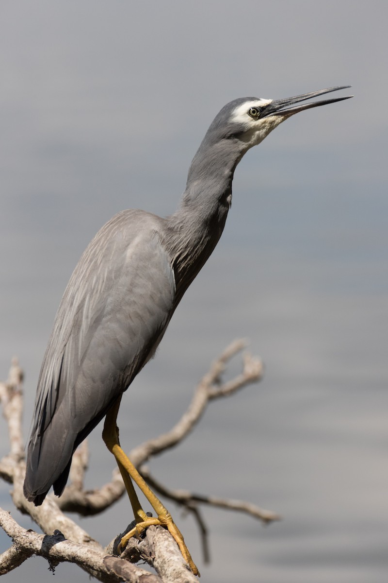 White-faced Heron - ML315516601