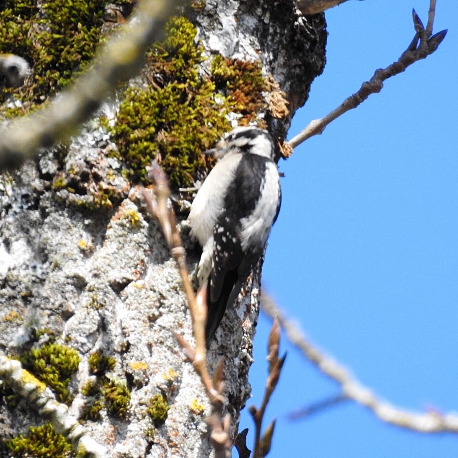 Downy Woodpecker - ML315516721