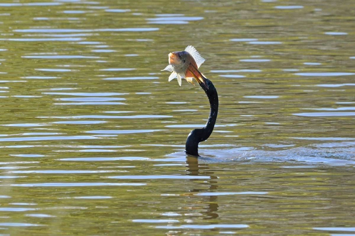 Anhinga Americana - ML315517721