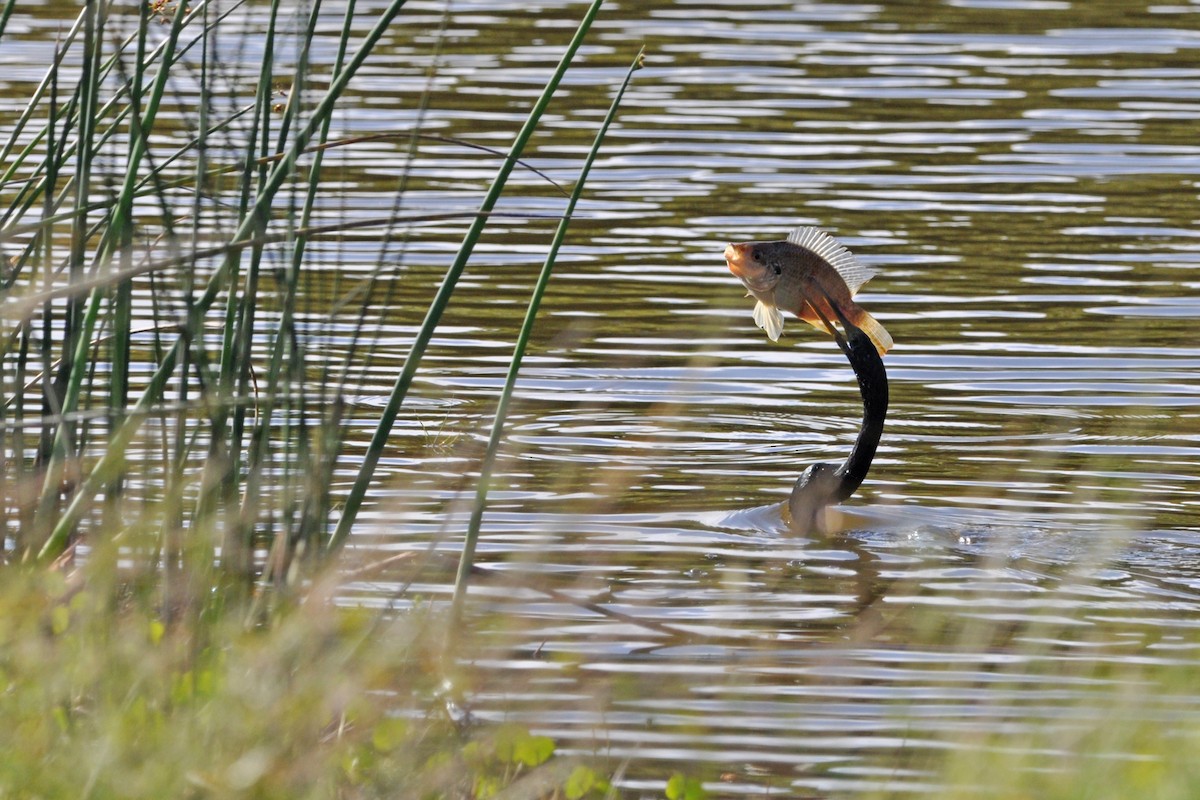 Anhinga Americana - ML315517731