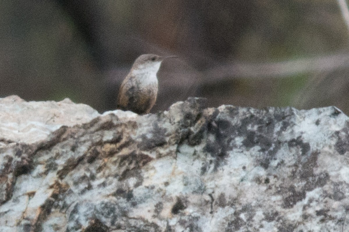 Canyon Wren - ML31551881