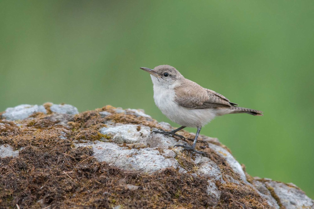 Rock Wren - ML31551901