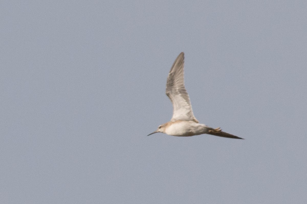 Wilson's Phalarope - ML31551951