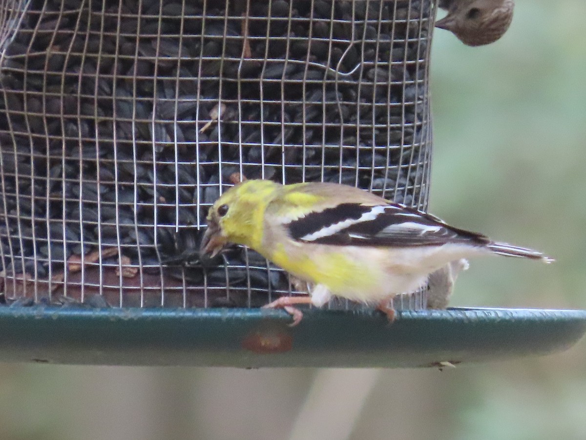 American Goldfinch - ML315519921