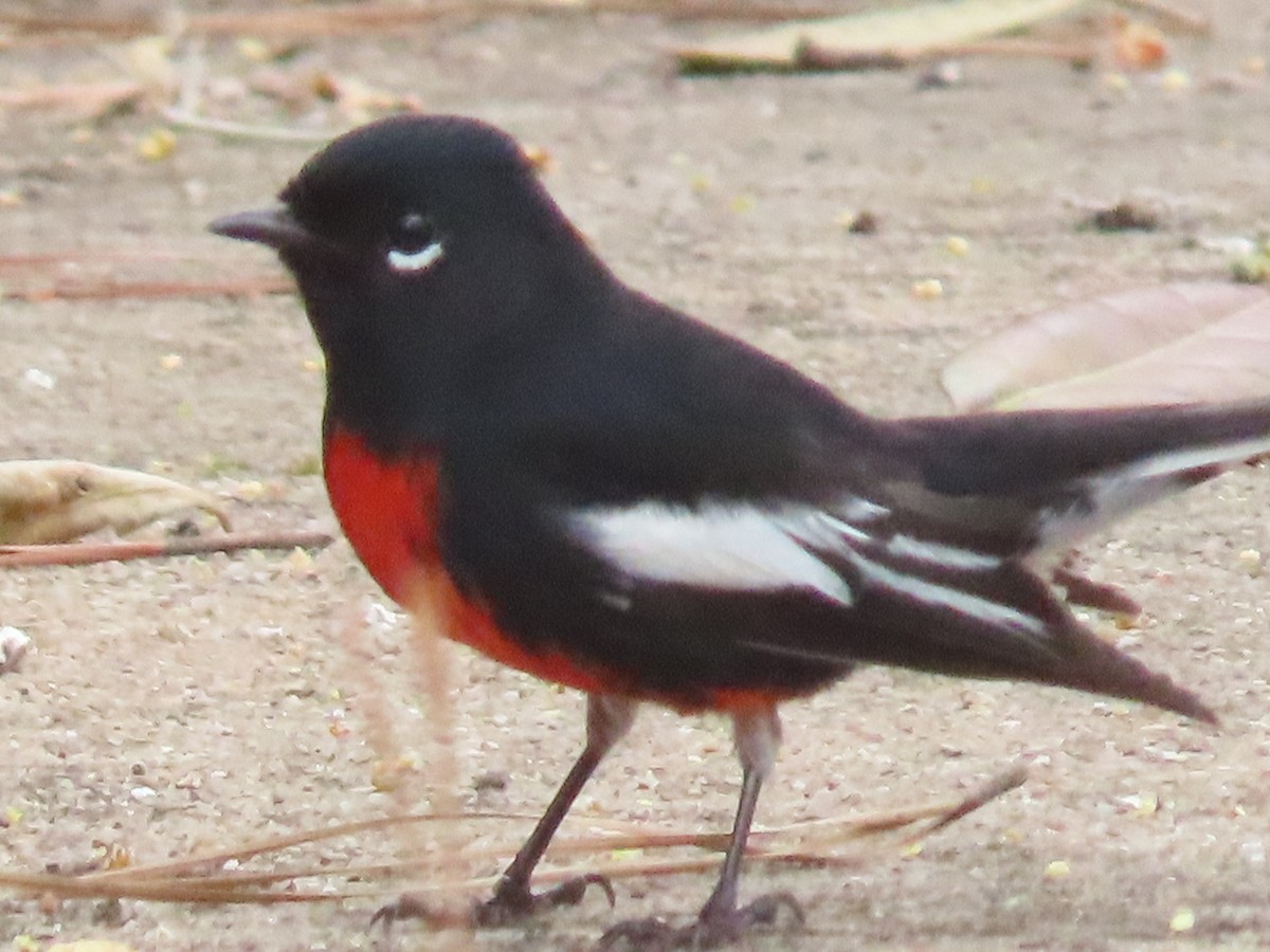 Painted Redstart - ML315520011