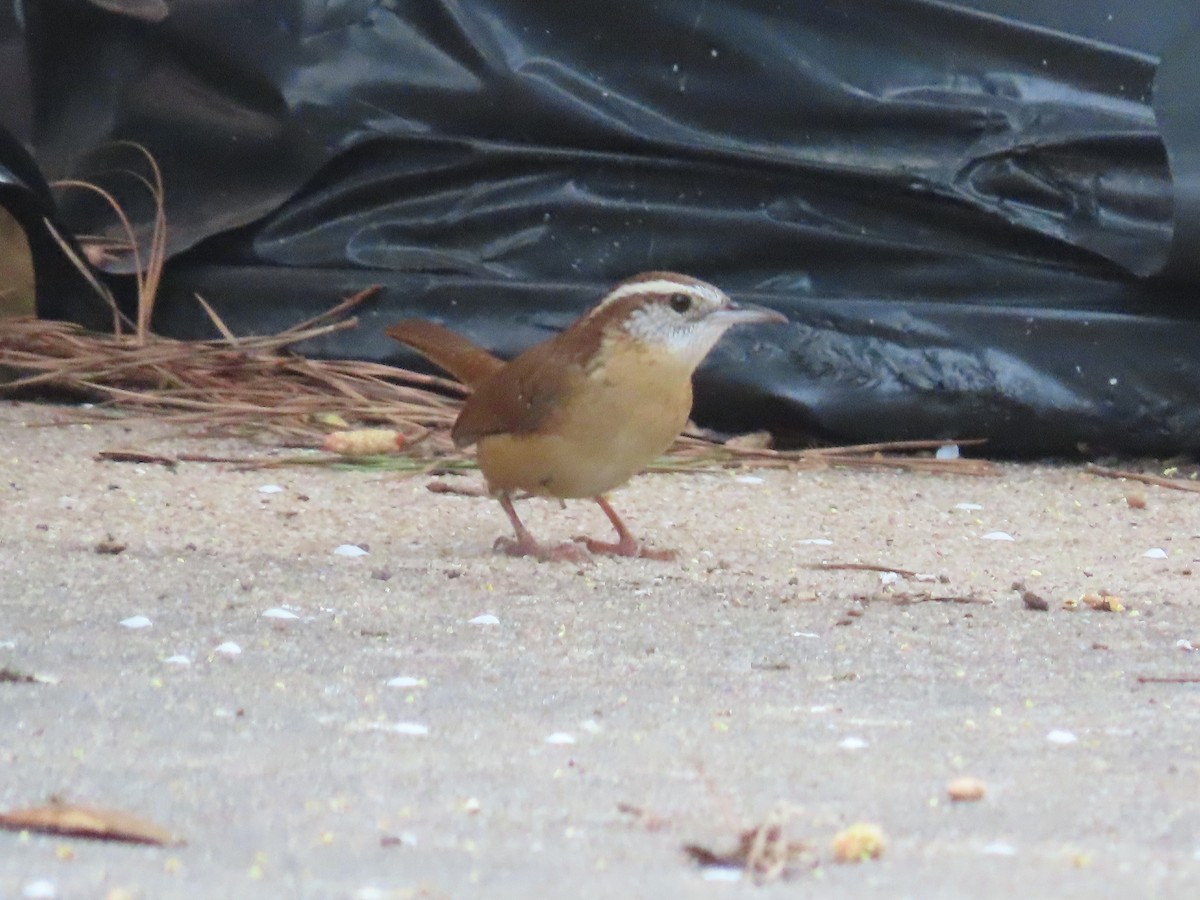 Carolina Wren - ML315520101