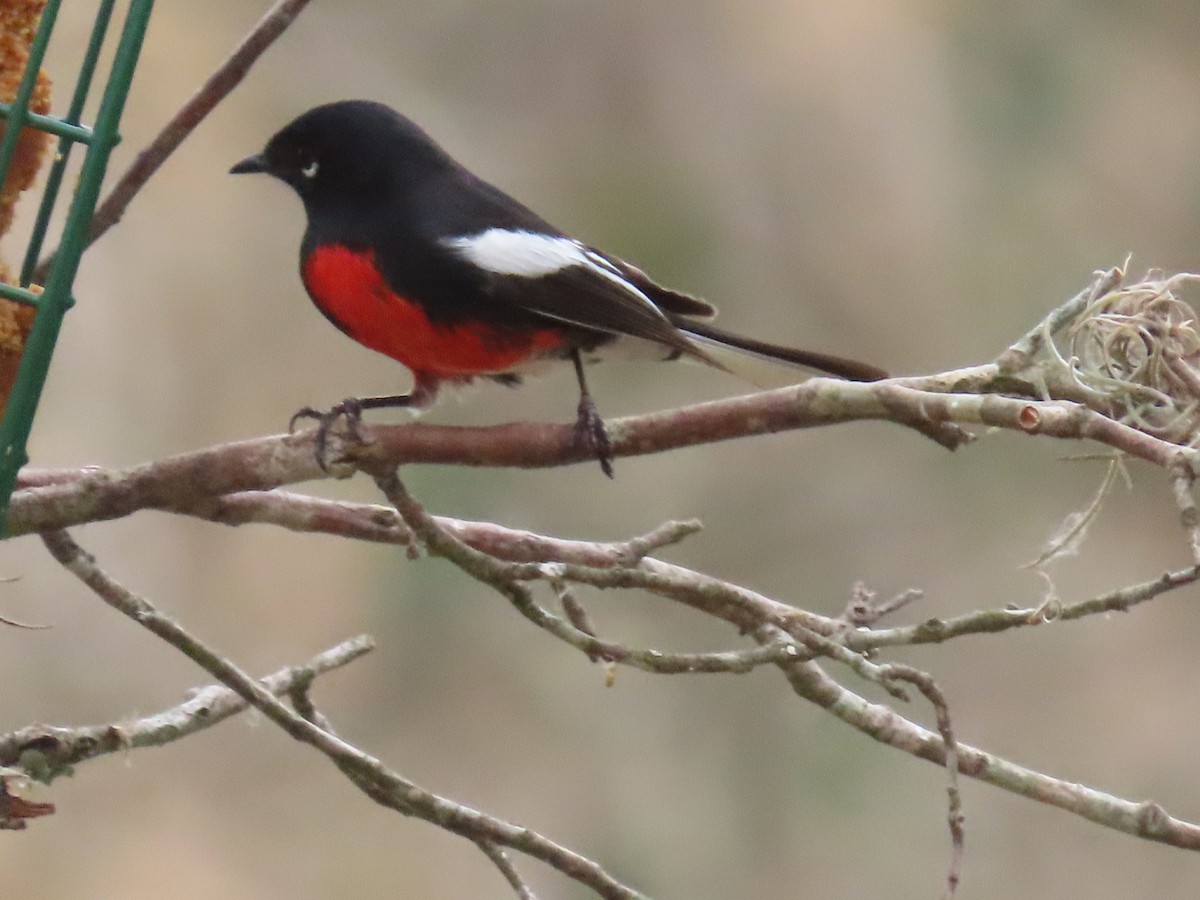 Painted Redstart - ML315520231
