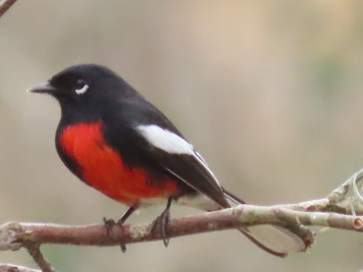 Painted Redstart - ML315520291