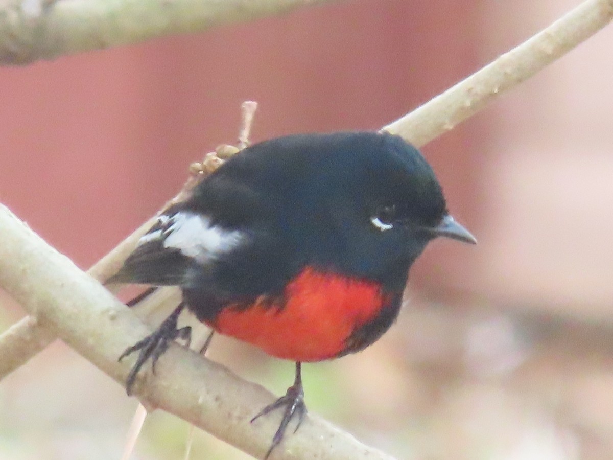 Painted Redstart - ML315520401