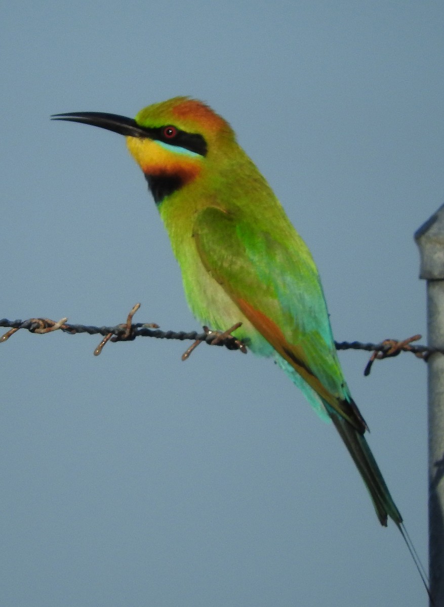 Rainbow Bee-eater - Niel Bruce