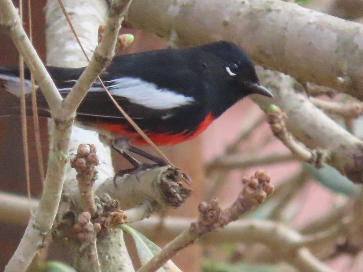 Painted Redstart - ML315520741