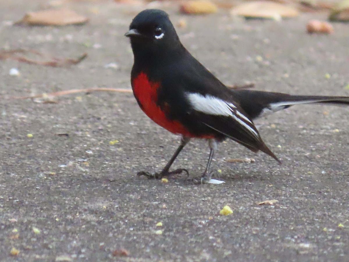 Painted Redstart - ML315520771