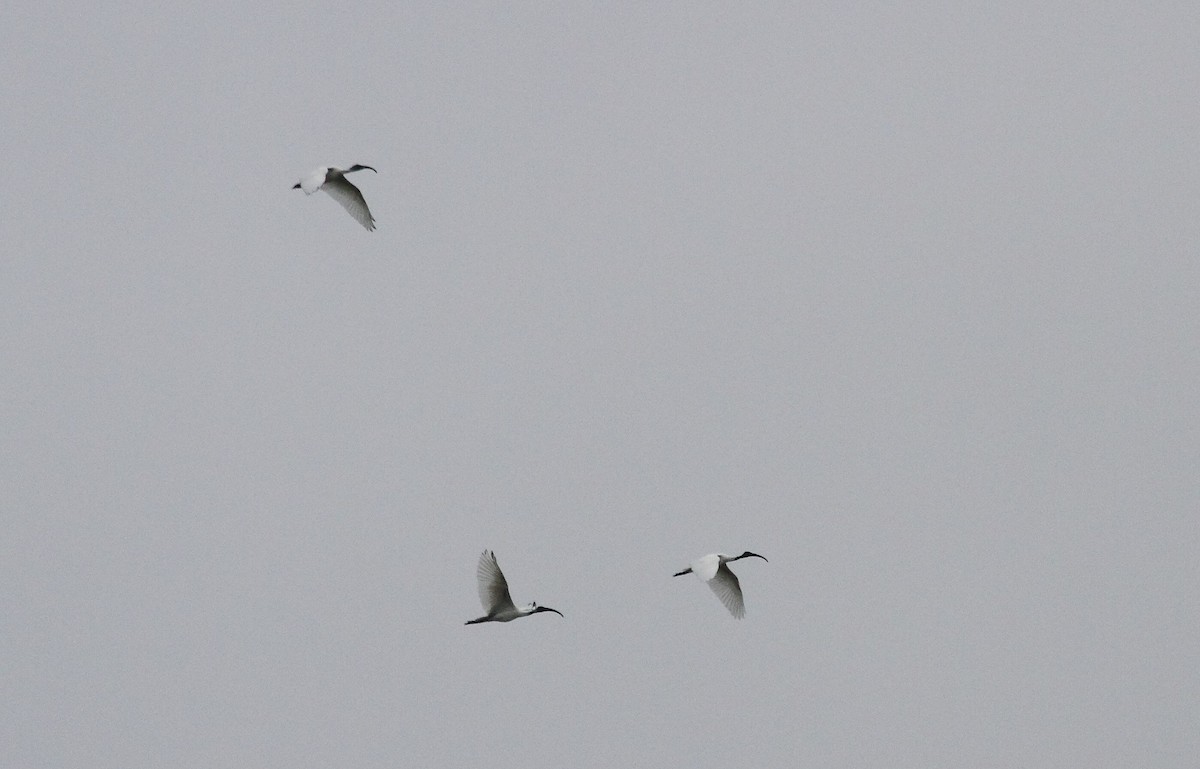 Black-headed Ibis - ML31552101