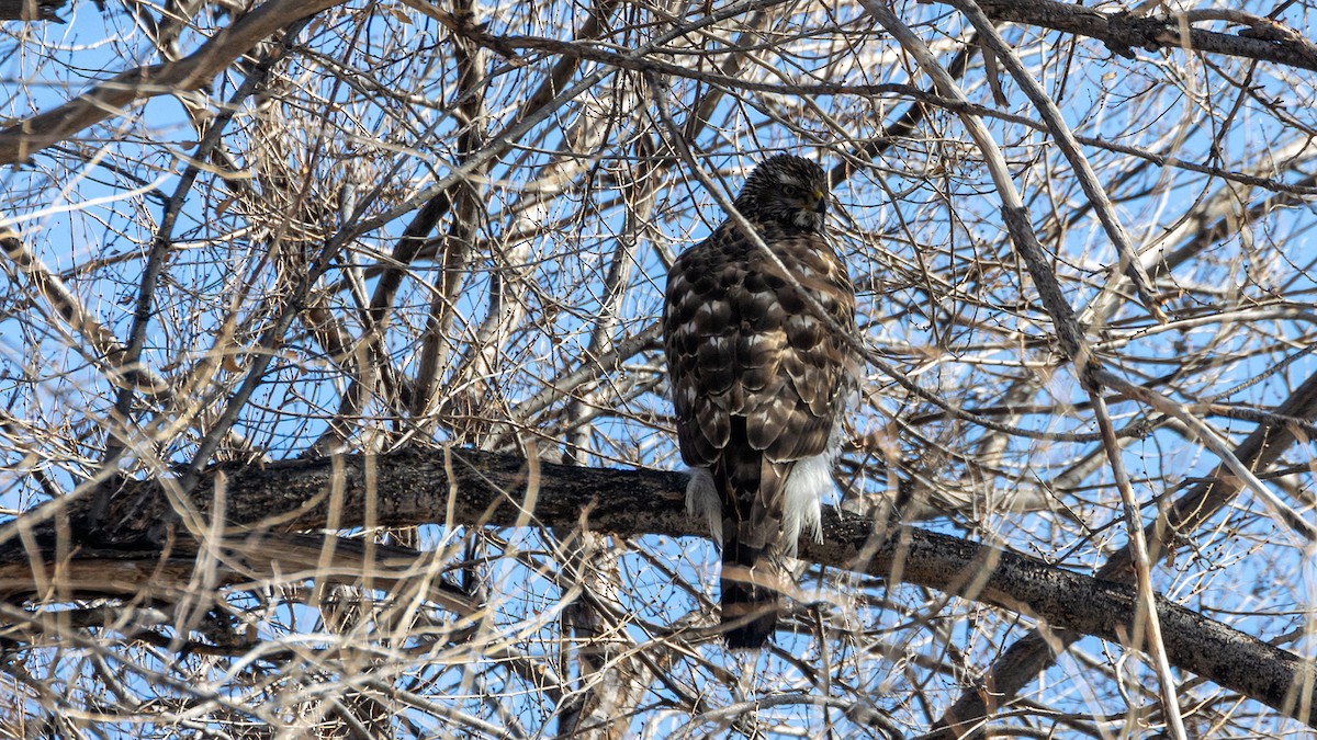 American Goshawk - ML315521941