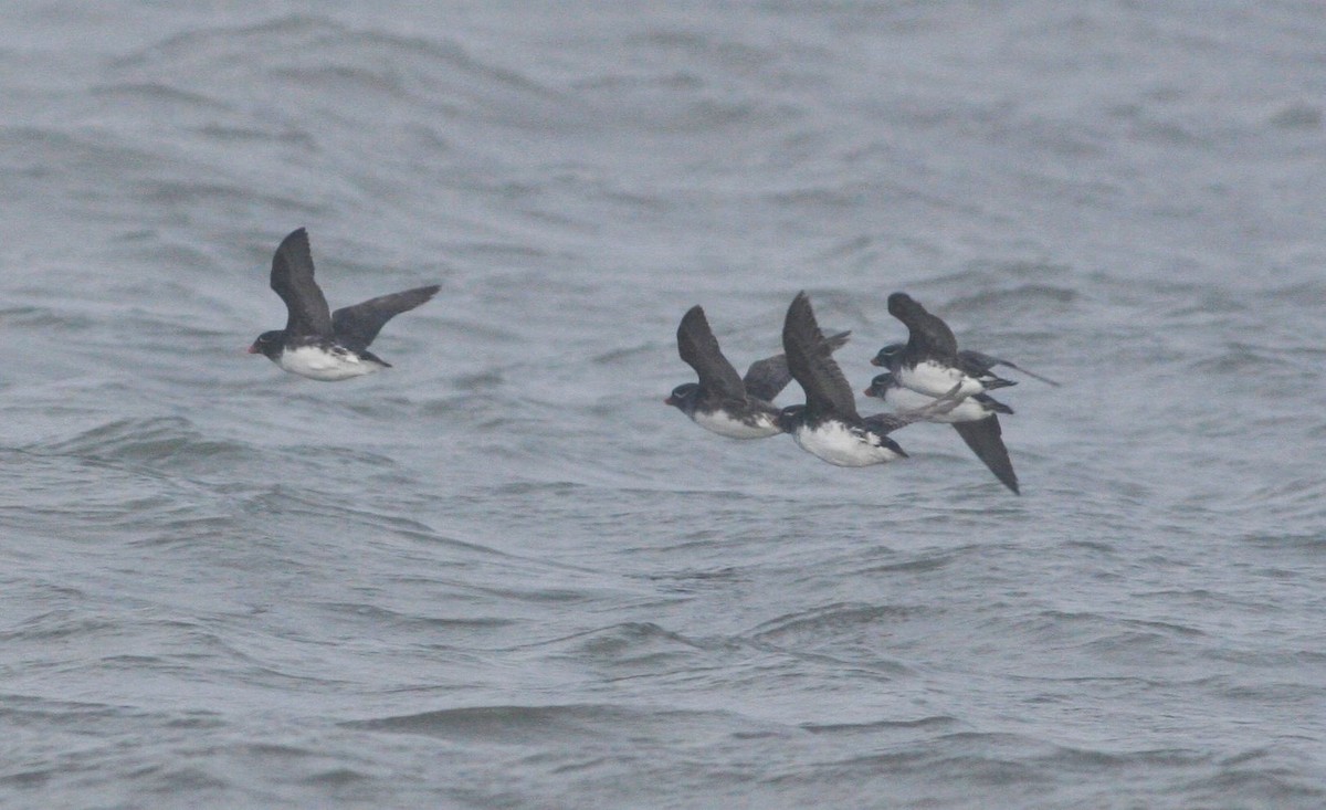 Parakeet Auklet - ML31552271