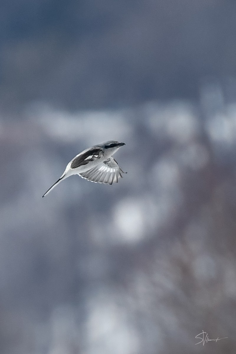 Northern Shrike - ML315523421