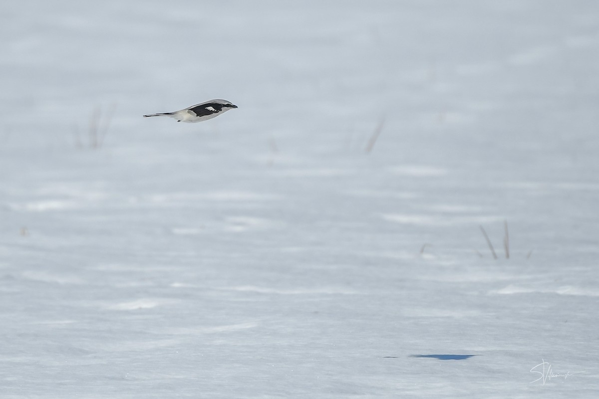 Northern Shrike - ML315523431