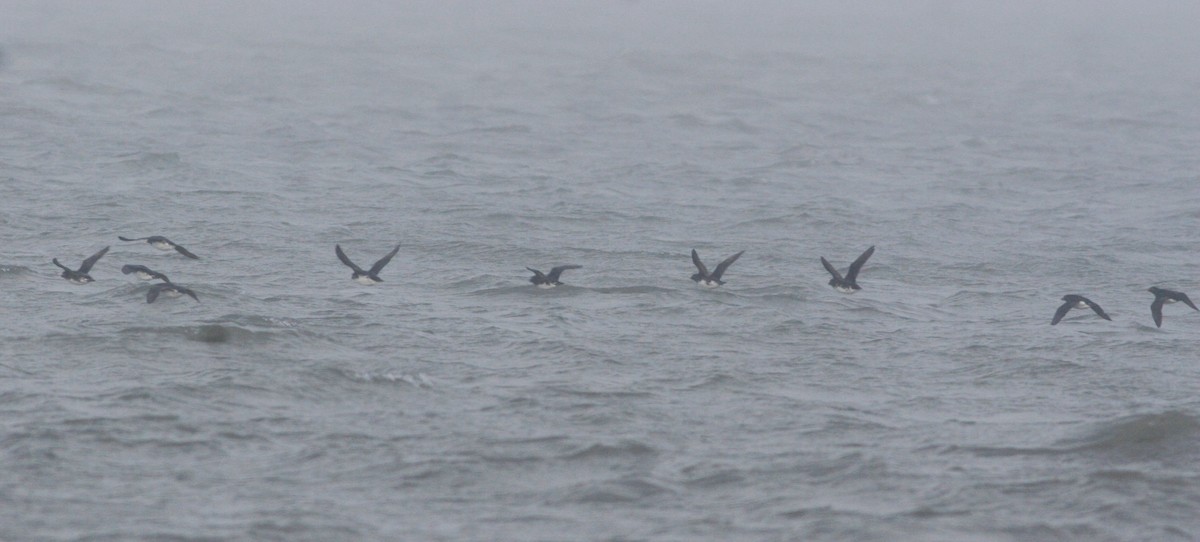 Parakeet Auklet - ML31552401