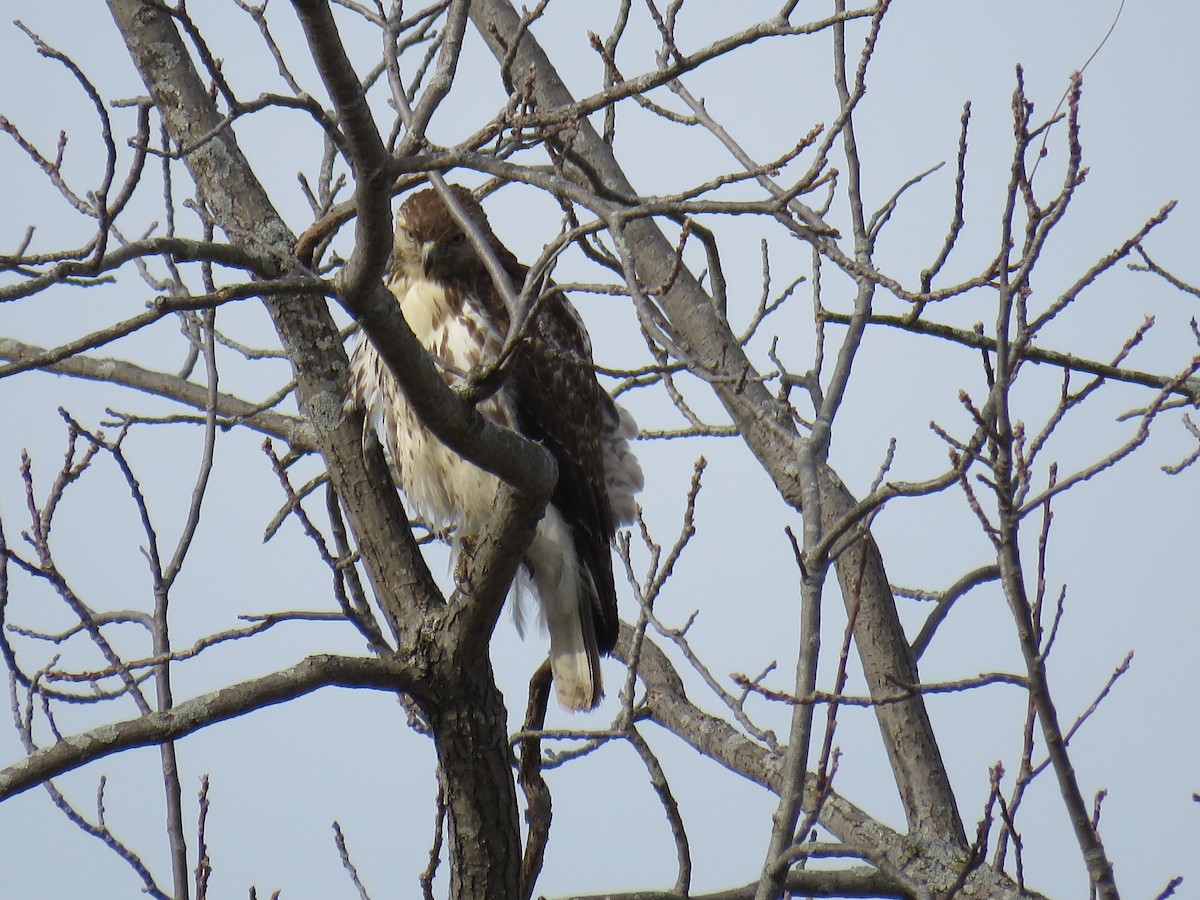 Red-tailed Hawk - ML315525521