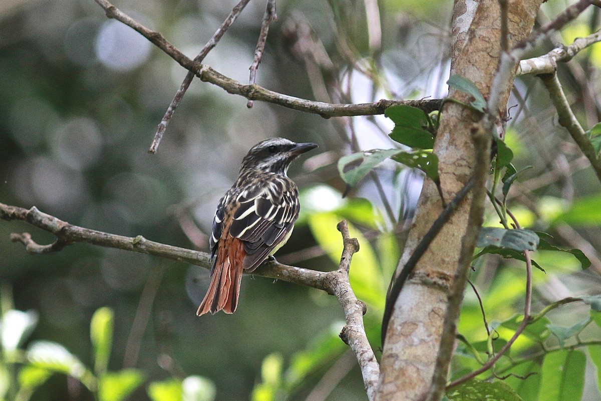 Sulphur-bellied Flycatcher - Carlos  Pedro