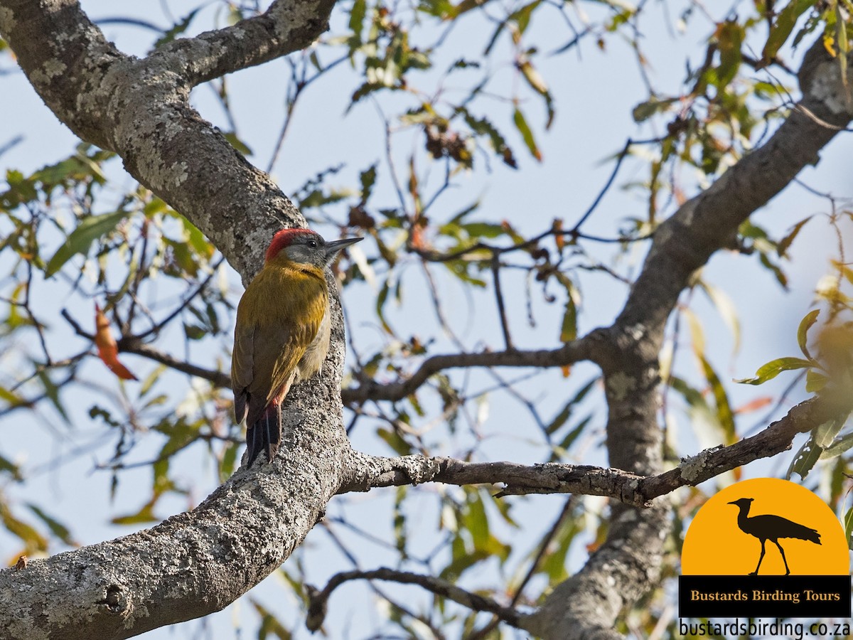 Zeytuni Ağaçkakan (griseocephalus) - ML31552821