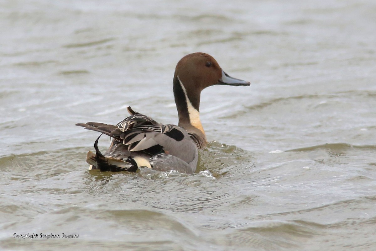 Northern Pintail - Steve Pagans