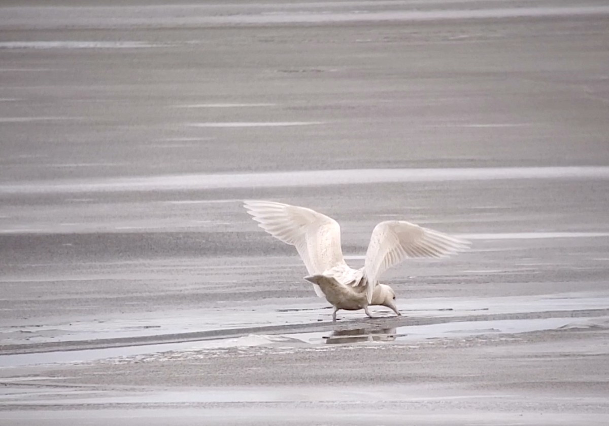 Glaucous Gull - ML315530211