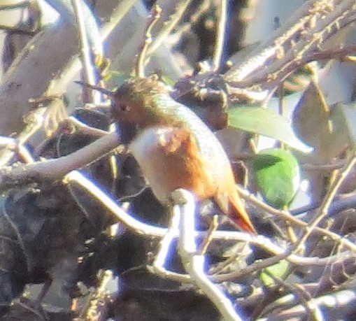 Allen's Hummingbird - ML315531171