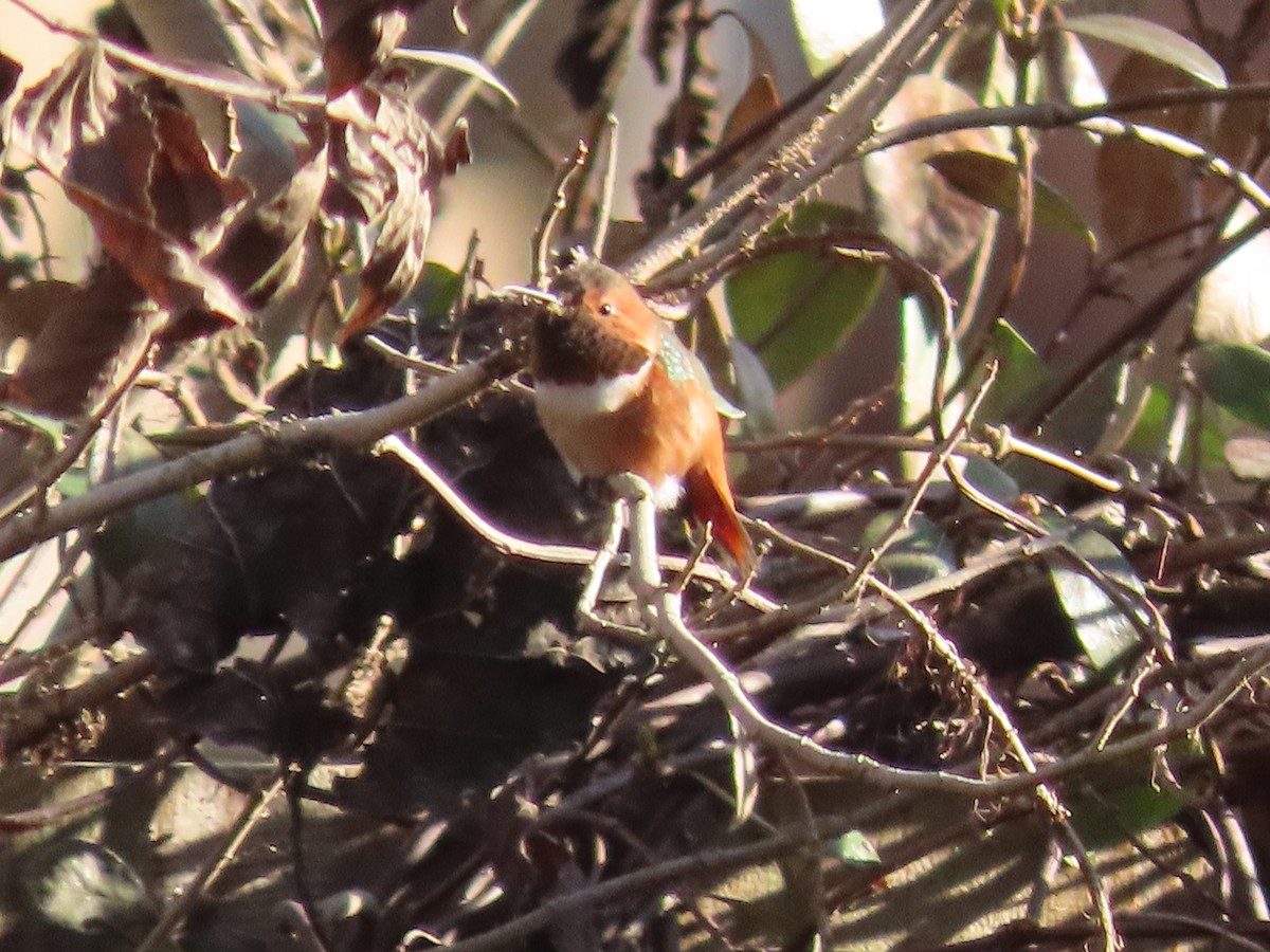 Allen's Hummingbird - ML315531321