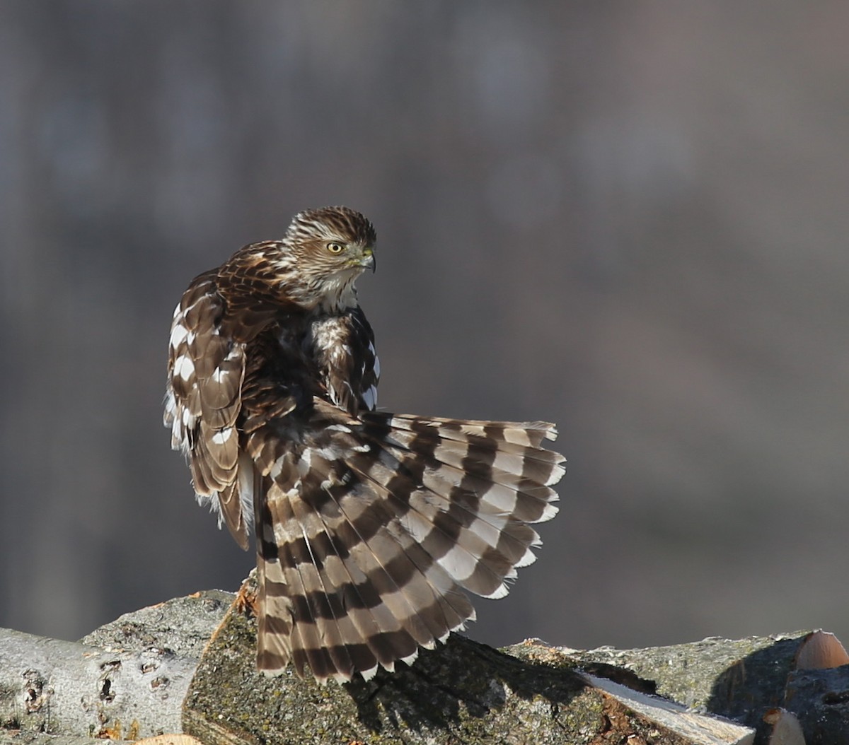 Cooper's Hawk - Yves Dugré