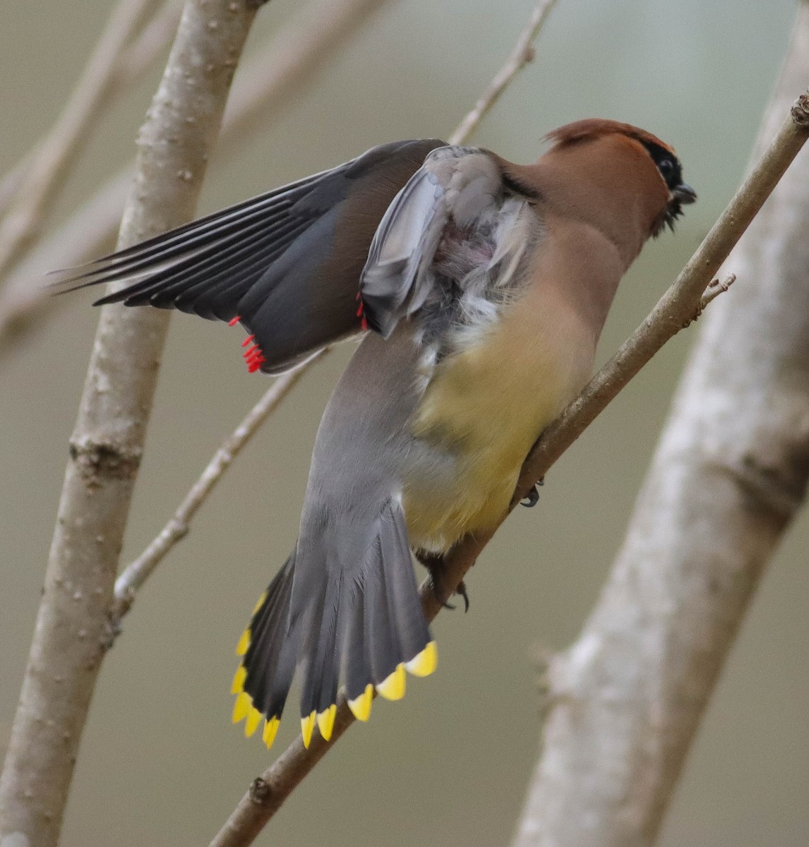 Cedar Waxwing - ML315532701