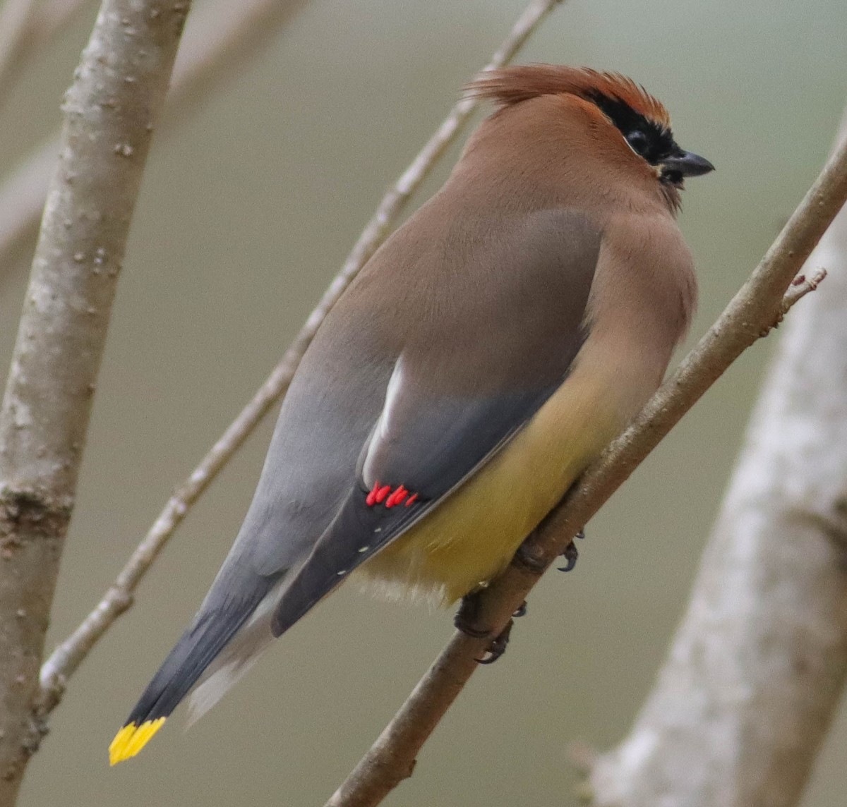 Cedar Waxwing - ML315532731