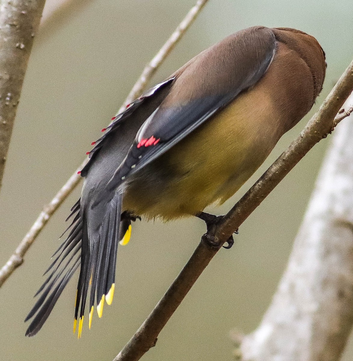 Cedar Waxwing - Colette Micallef