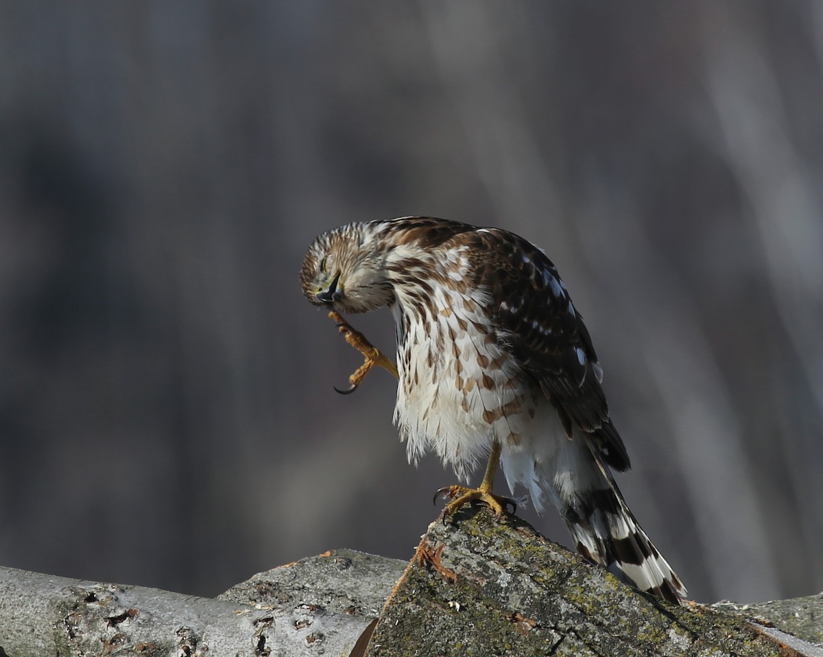 Cooper's Hawk - Yves Dugré