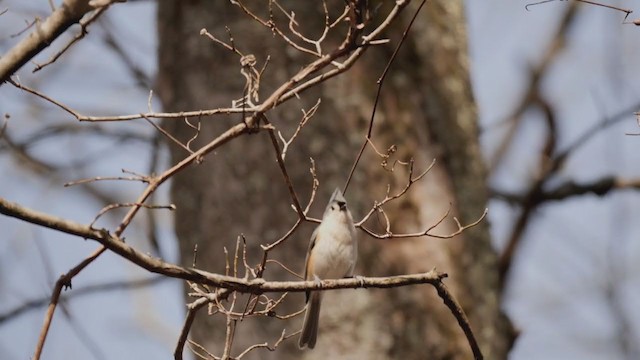 Tufted Titmouse - ML315533131