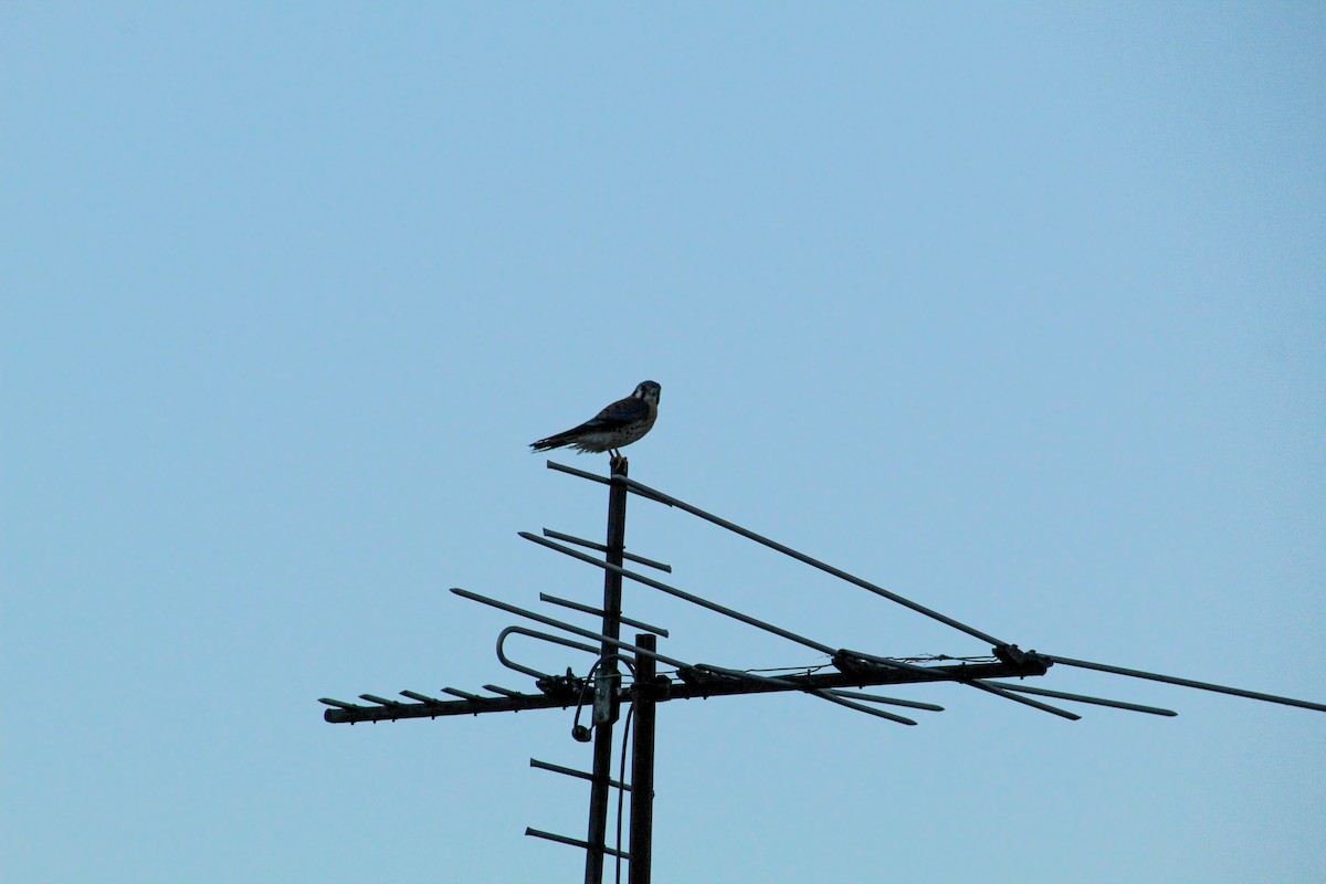 American Kestrel - ML315533361