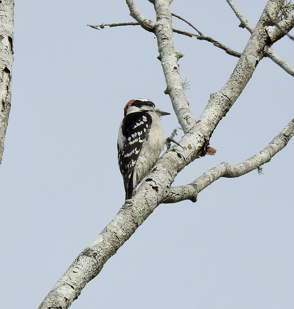Downy Woodpecker (Eastern) - Jeanne Tucker