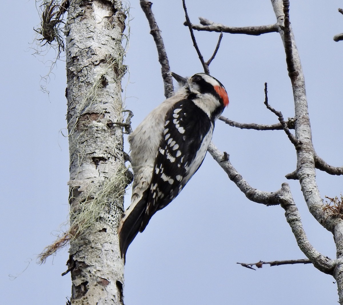 Downy Woodpecker (Eastern) - Jeanne Tucker