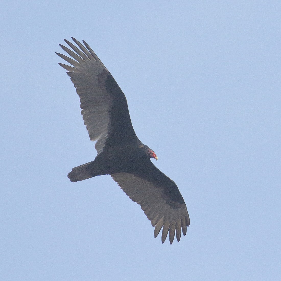 Turkey Vulture - ML315535101