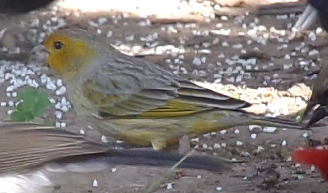 Saffron Finch - Pablo Monges