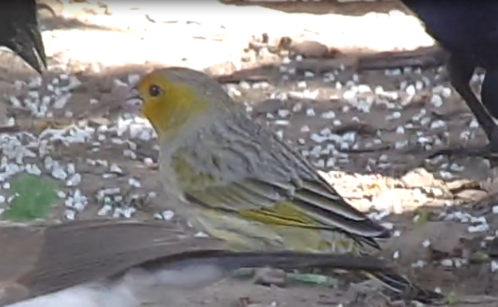 Saffron Finch - ML31553661