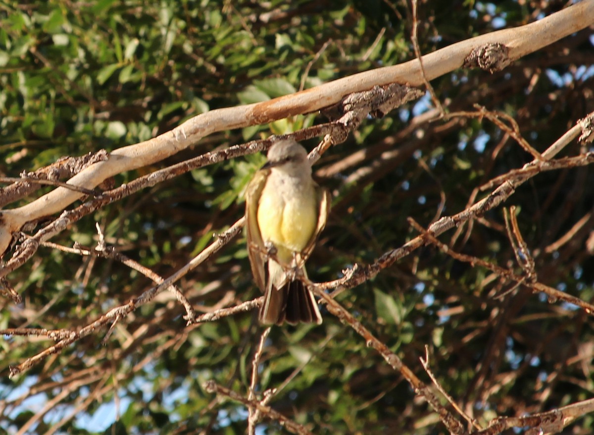 Western Kingbird - ML31553681