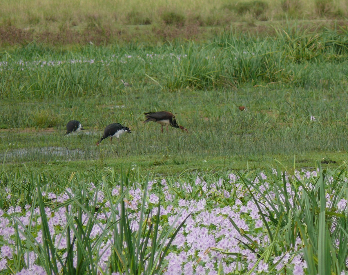 Spur-winged Goose - Pete Read