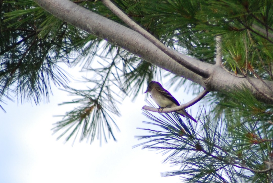 Eastern Wood-Pewee - ML315538321