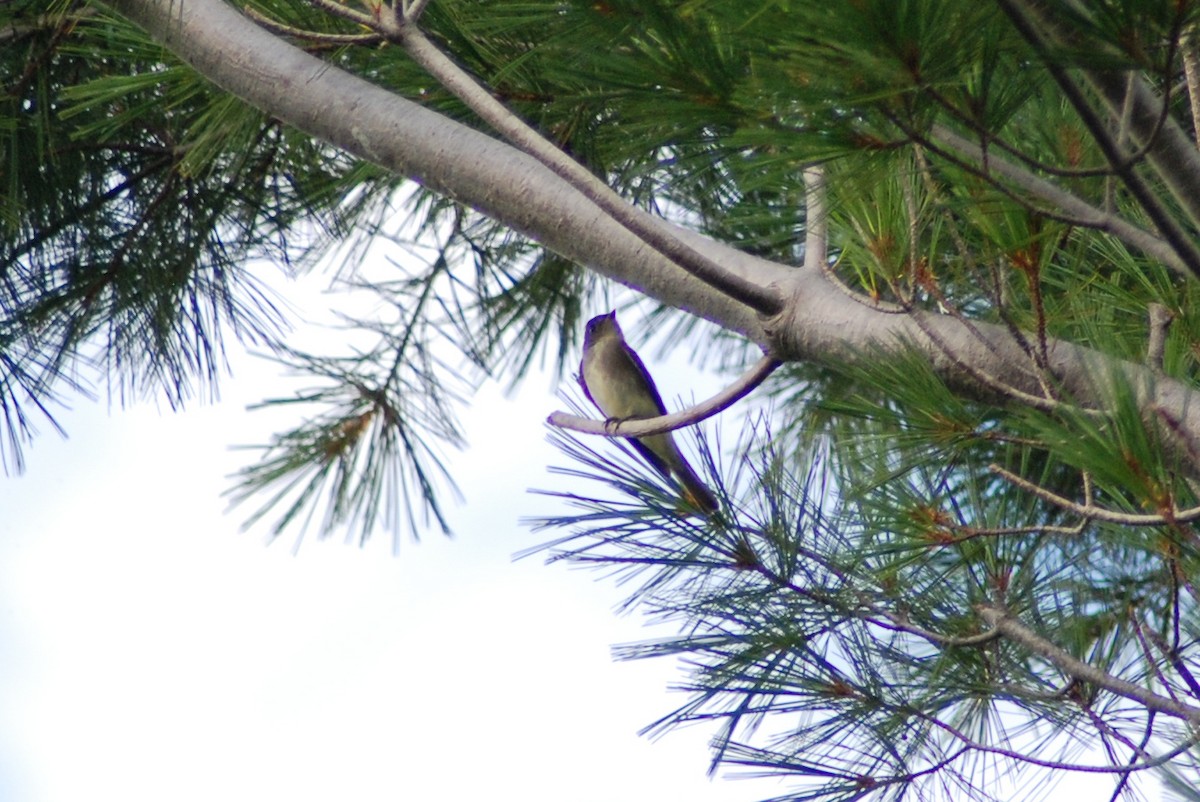 Eastern Wood-Pewee - ML315538351